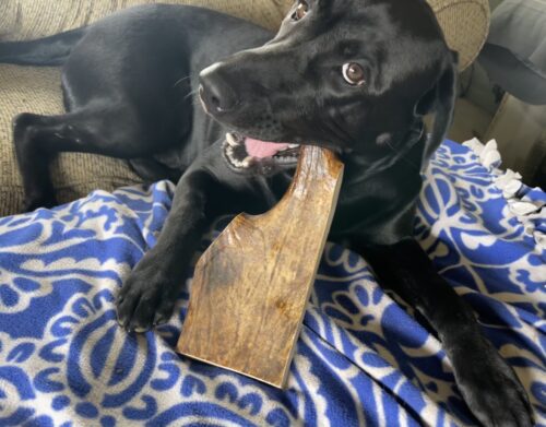Giant Moose Paddle Dog Chew photo review