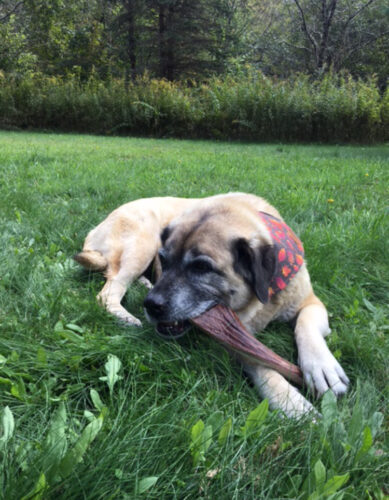 Mammoth Quartered Split Moose Antler Dog Chew photo review