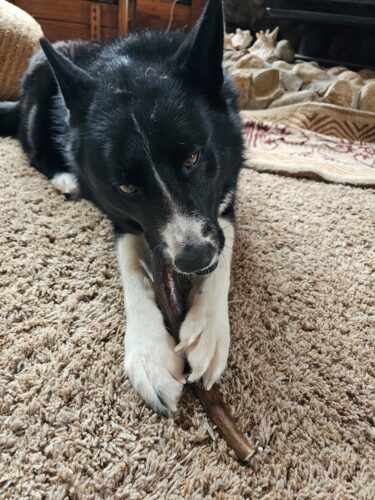 Large Moose Stick Antler Dog Chew photo review